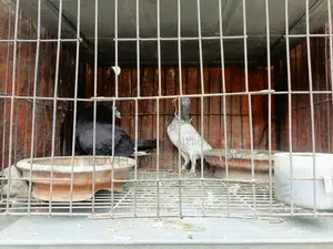 Pair of Pigeons for Sale