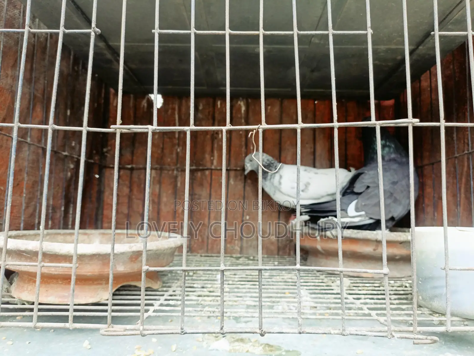 Pair of Pigeons for Sale