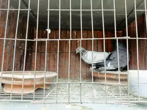 Pair of Pigeons for Sale