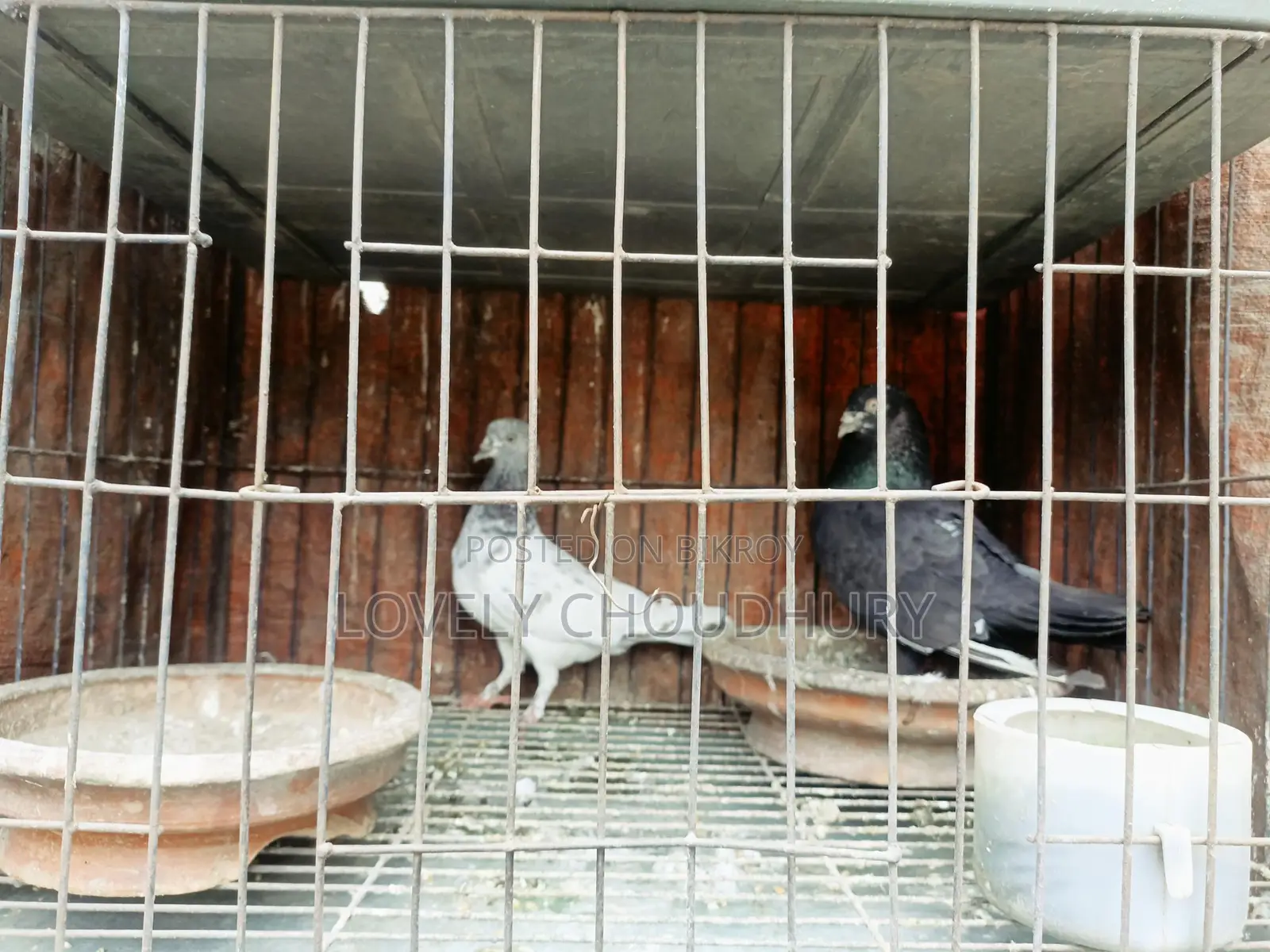 Pair of Pigeons for Sale