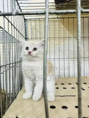 Persian Triple Coat Male Female Kitten