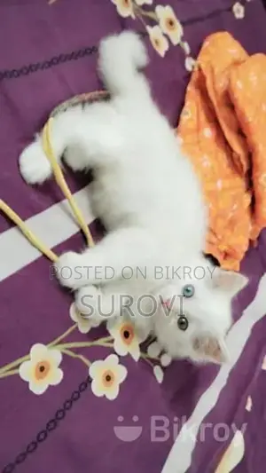 Persian Triple Coat Male Female Kitten