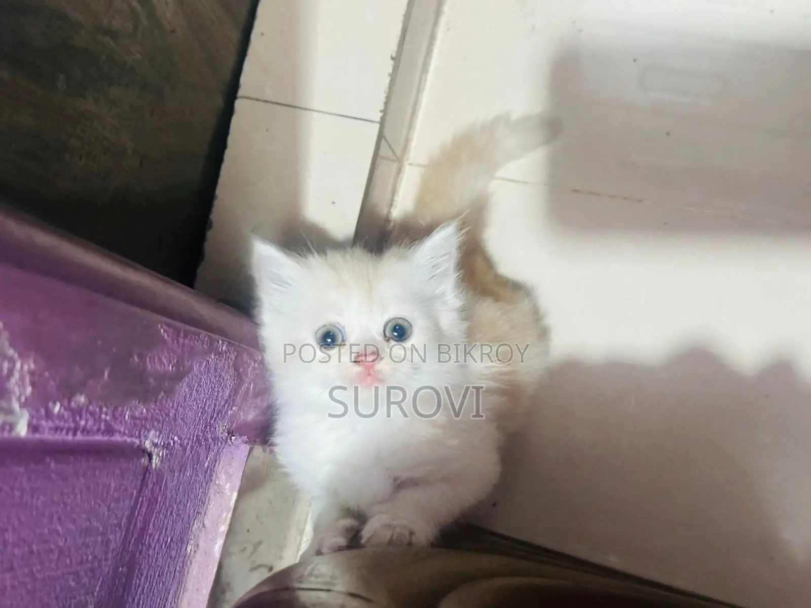 Persian Triple Coat Male Female Kitten
