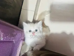 Persian Triple Coat Male Female Kitten