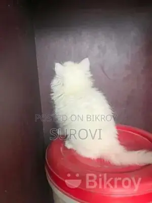 Persian Triple Coat Male Female Kitten