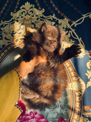 Pure Persian Cat for Sale