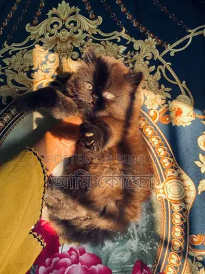 Pure Persian Cat for Sale