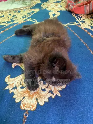 Pure Persian Cat for Sale
