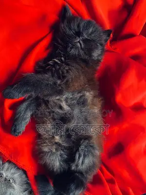 Pure Persian Cat for Sale