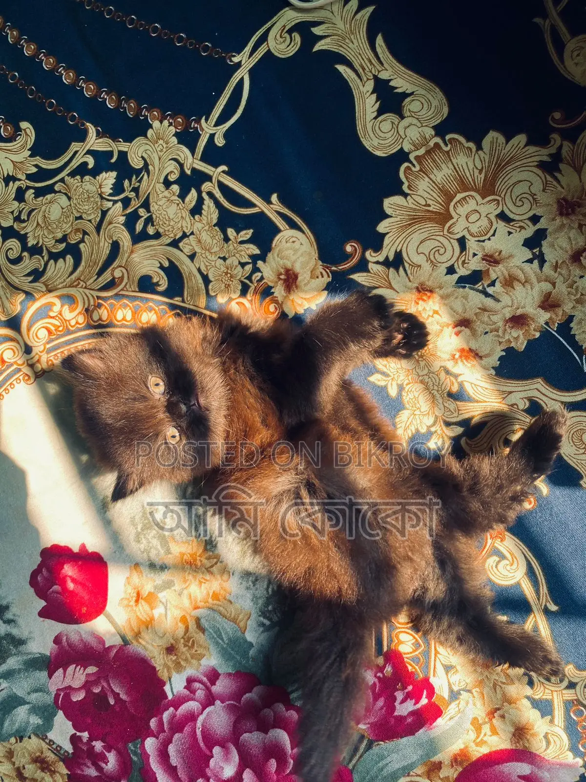 Pure Persian Cat for Sale