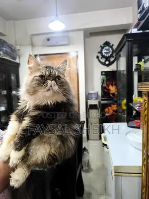 Sami Adult Male Urgent Sale