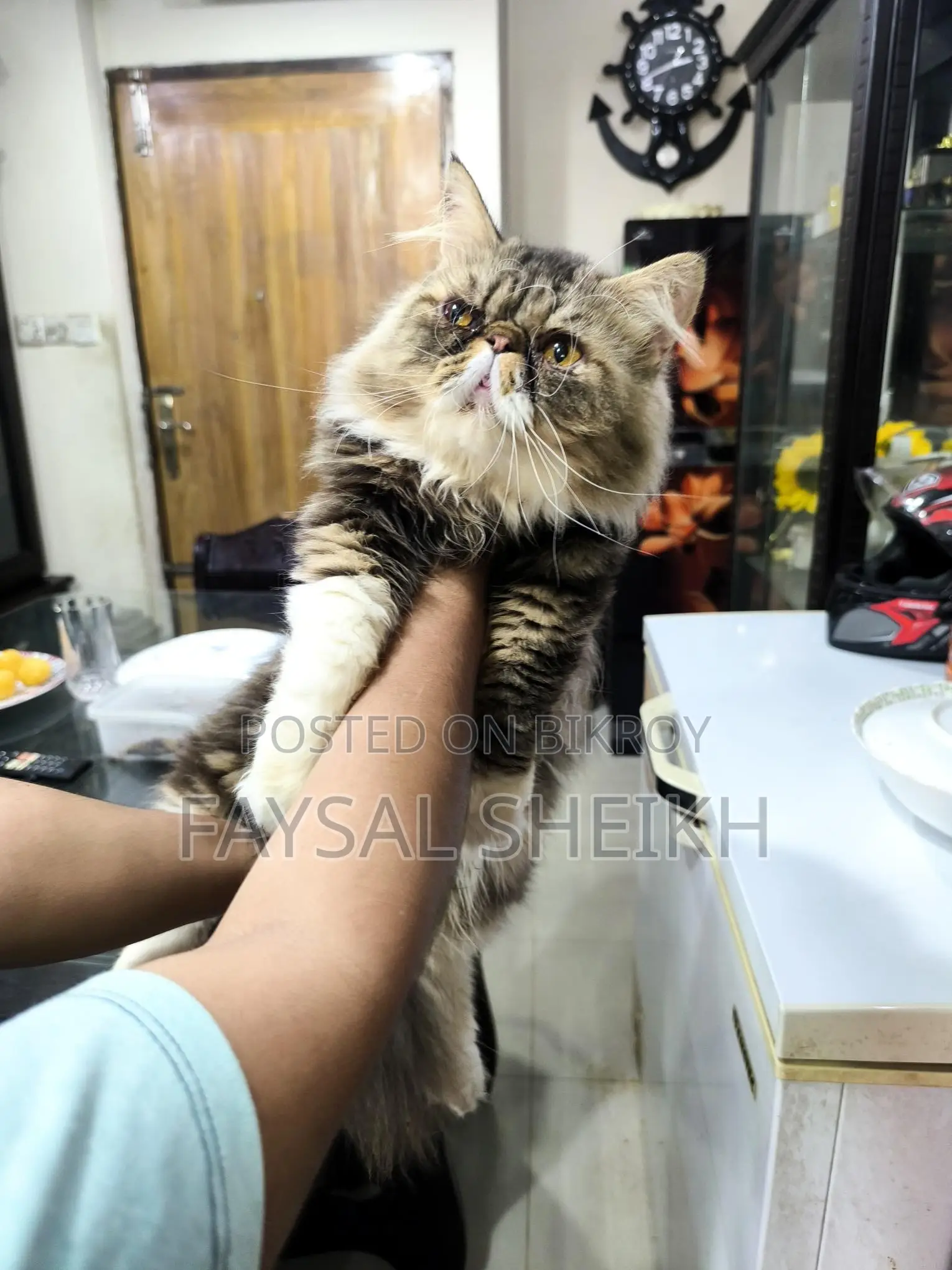 Sami Adult Male Urgent Sale