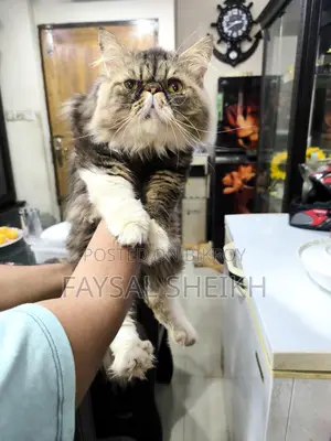 Sami Adult Male Urgent Sale