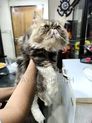 Sami Adult Male Urgent Sale