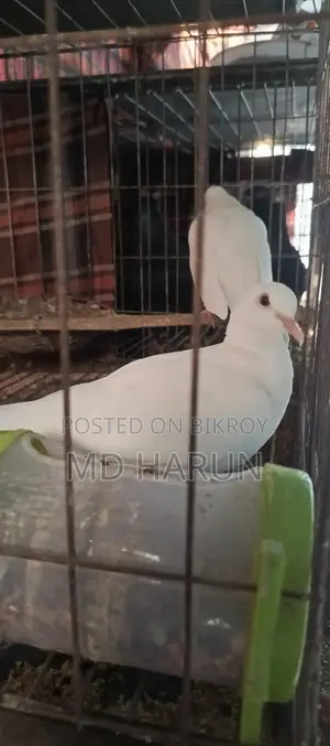 Pair of Doves for Sale
