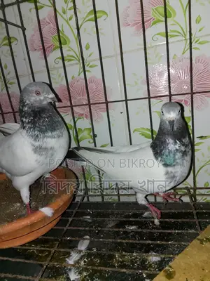 গিরিবাজ