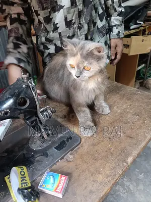 পাসিন বিড়াল