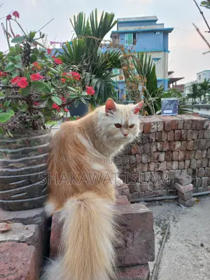 Persian Cat