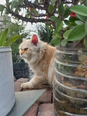 Persian Cat