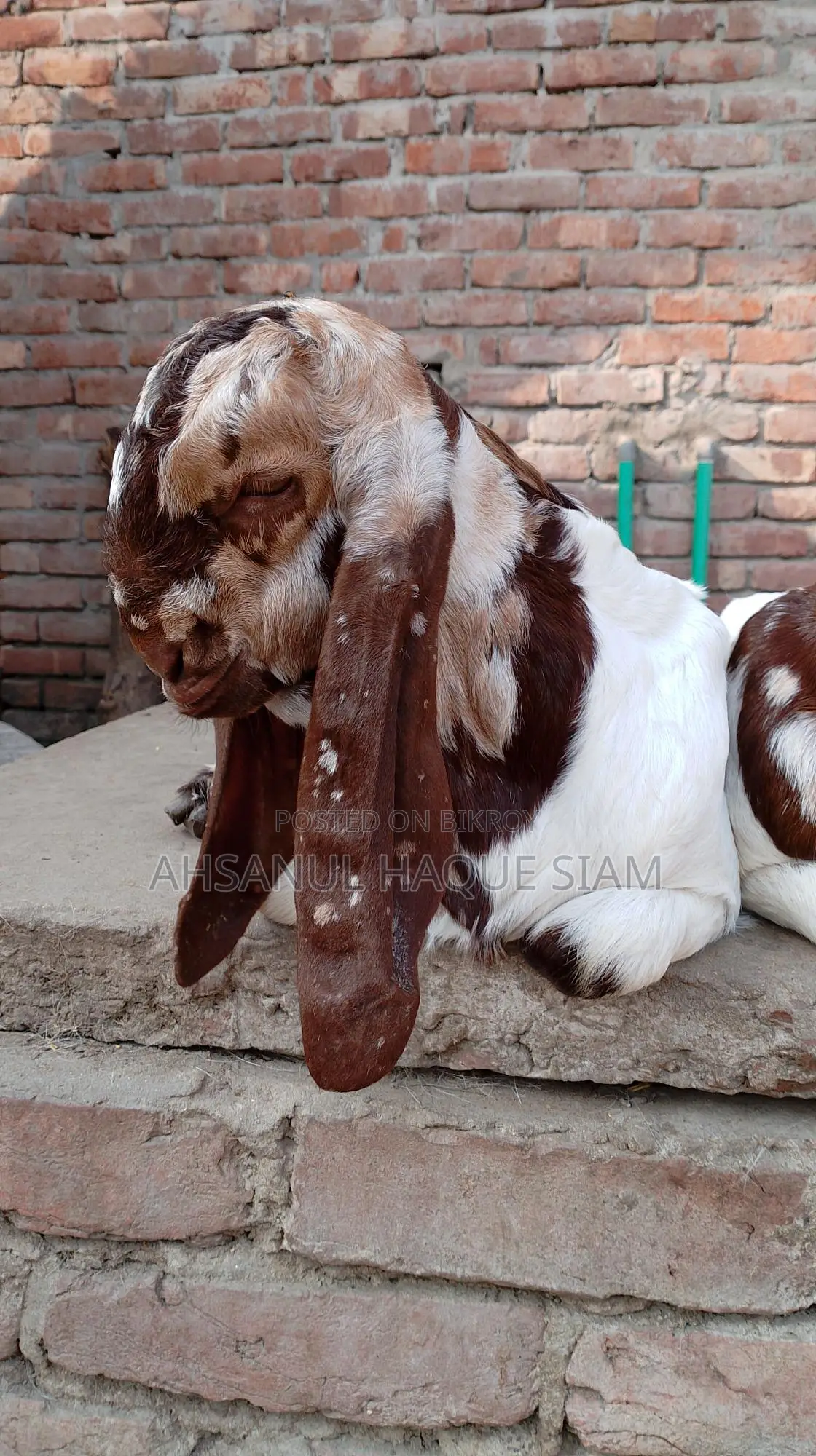 Totapori Goat