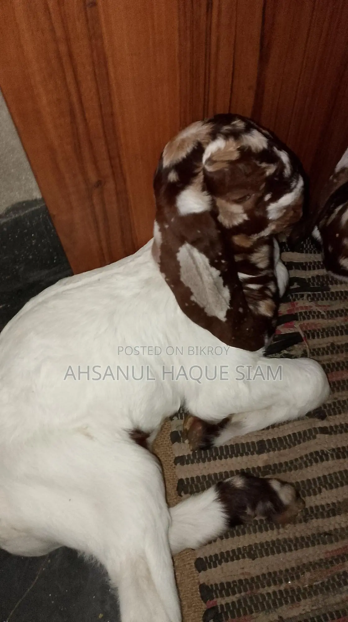 Totapori Goat