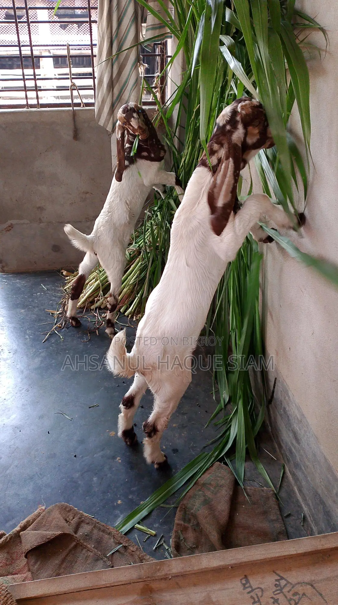 Totapori Goat