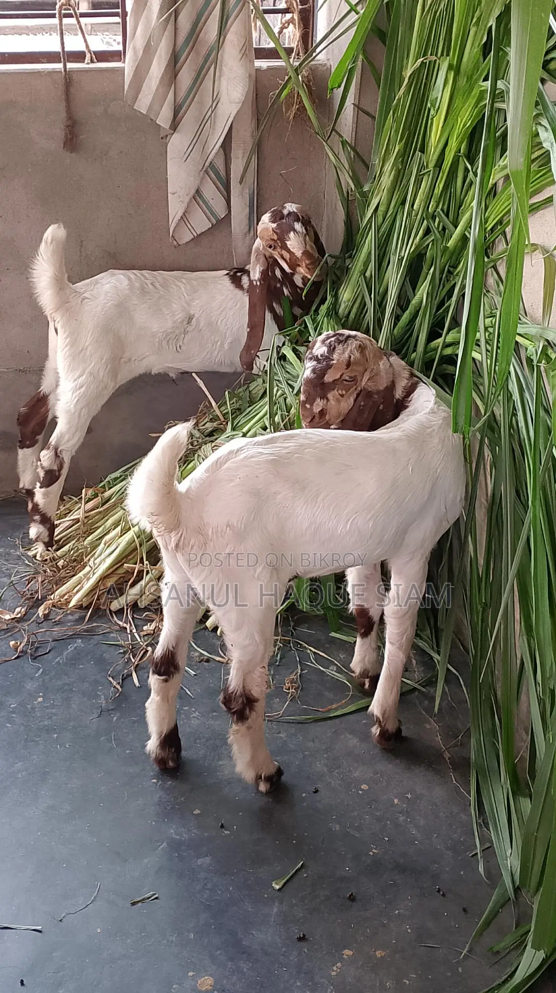 Totapori Goat