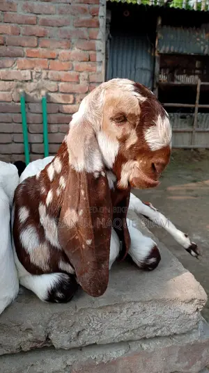 Totapori Goat