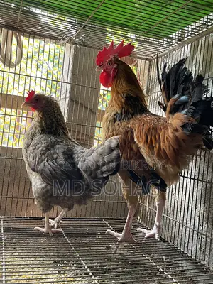 দেশি মুরগি বিক্রি