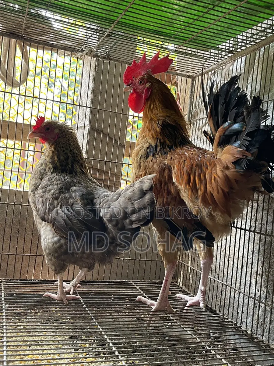 দেশি মুরগি বিক্রি