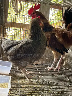 দেশি মুরগি বিক্রি