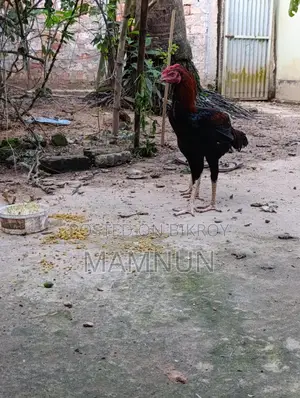 High-Quality Asil or Sarali Chicken