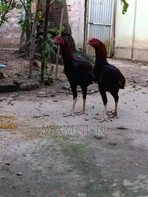 High-Quality Asil or Sarali Chicken