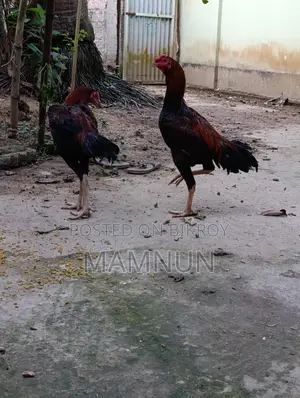 High-Quality Asil or Sarali Chicken