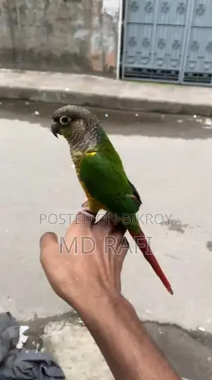 পাইনঅ্যাপল কুনুর