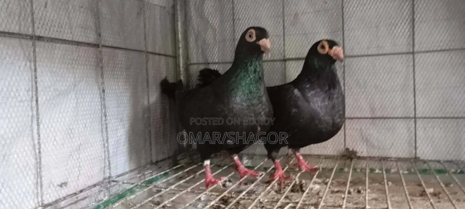 Pigeon Sale