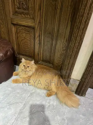 Persian Triple Coat