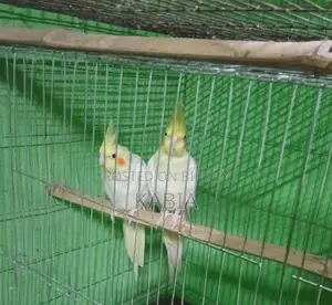 Pair of running Cockatiel birds for sale
