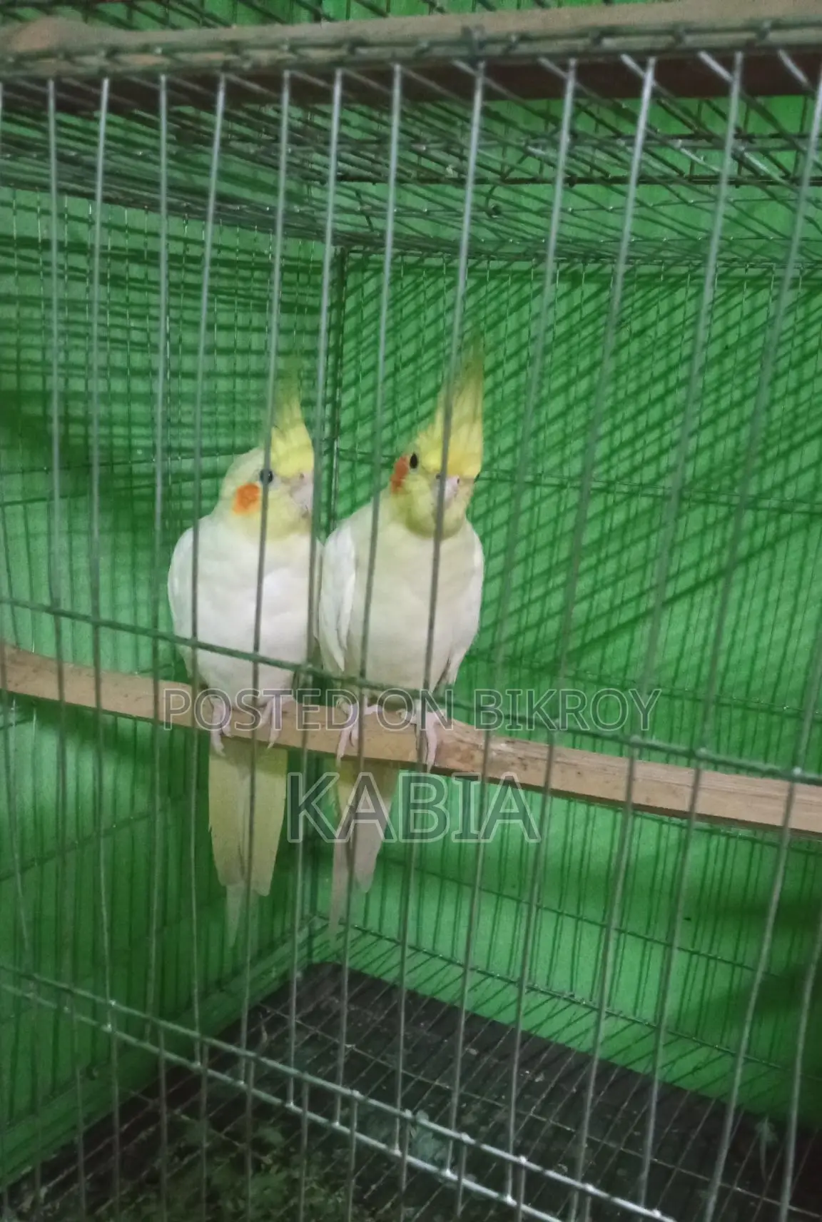 Pair of running Cockatiel birds for sale