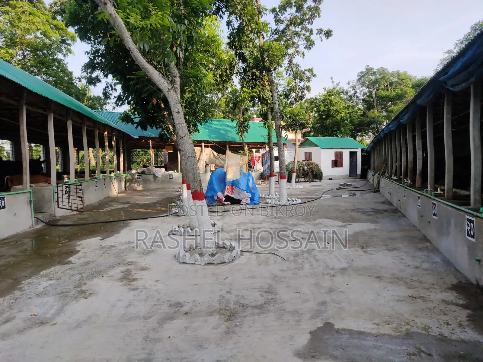 ৪২ শতক জায়গার উপরে রেডিমেট খামারসহ বিল্ডিং বাড়ি বিক্রি হবে