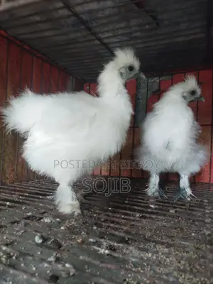 সিল্কি মোরগ এবং মুরগির বাচ্চা
