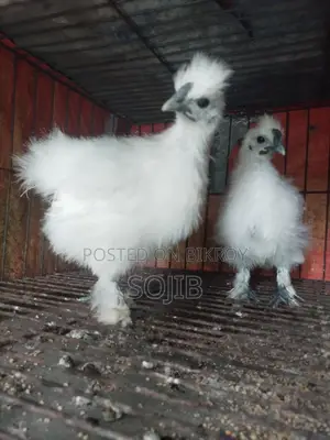 সিল্কি মোরগ এবং মুরগির বাচ্চা