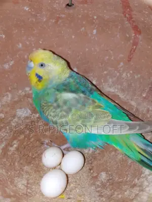 Running Budgie Birds with Eggs