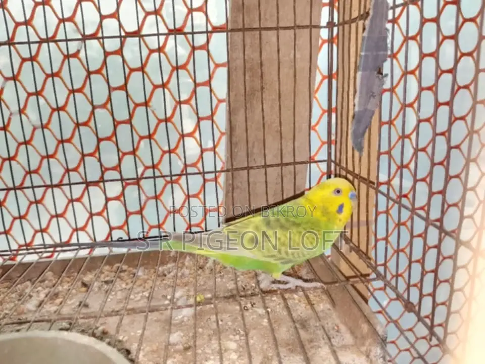 Running Budgie Birds with Eggs