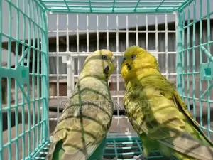 Running Budgie Birds with Eggs