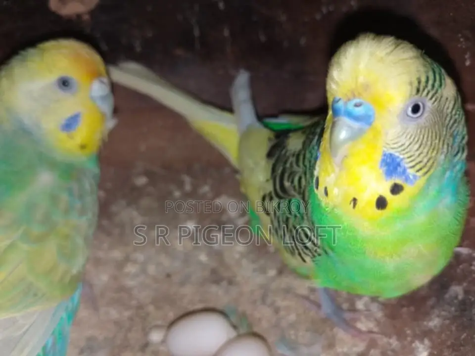 Running Budgie Birds with Eggs