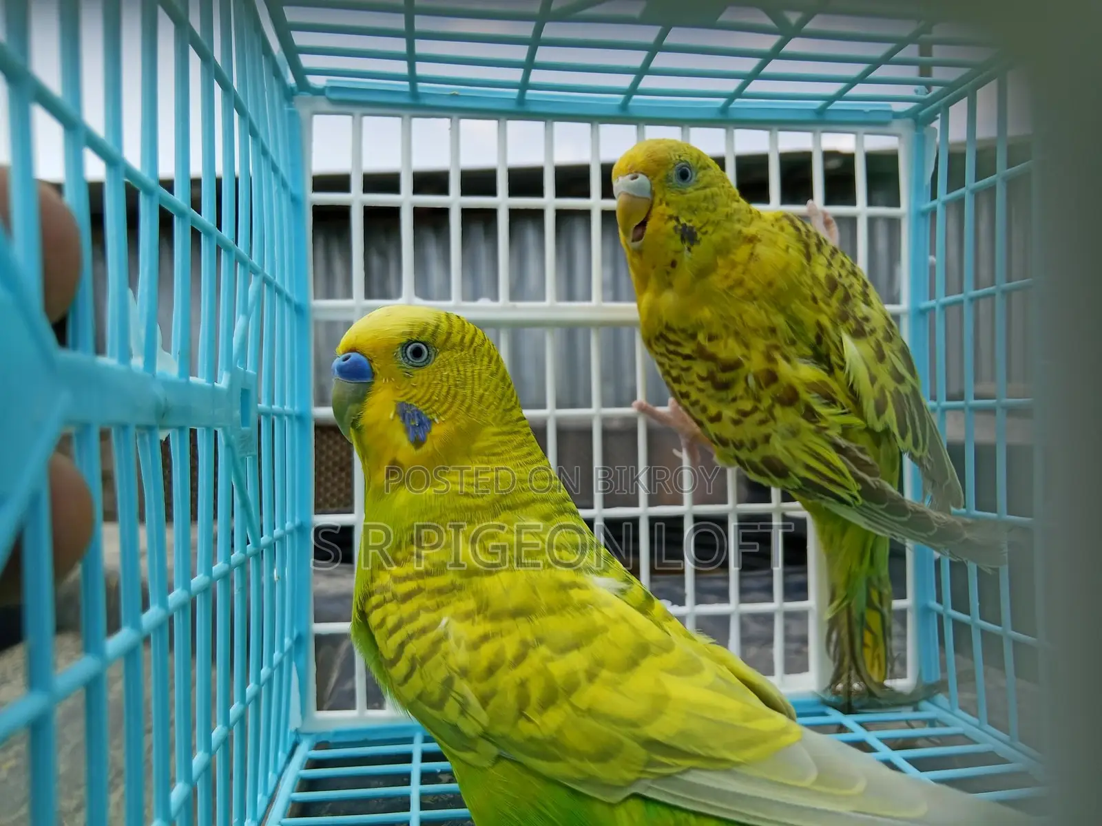 Running Budgie Birds with Eggs