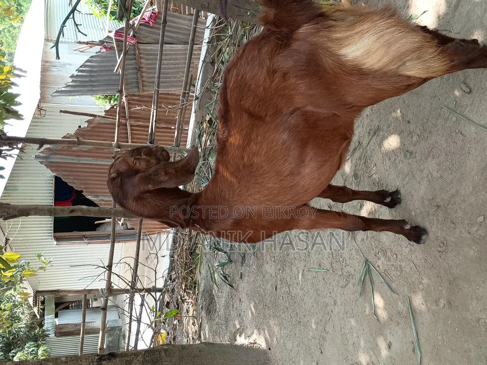 A Very Good Castrated Goat