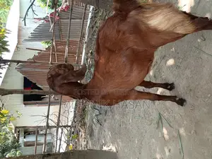 A Very Good Castrated Goat