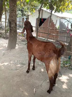A Very Good Castrated Goat